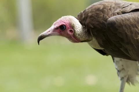 Vulture Foto stock