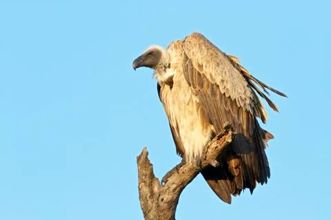 Vulture 스톡 사진