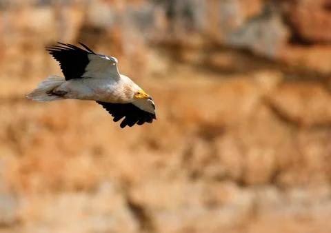 Vulture Stock Photos