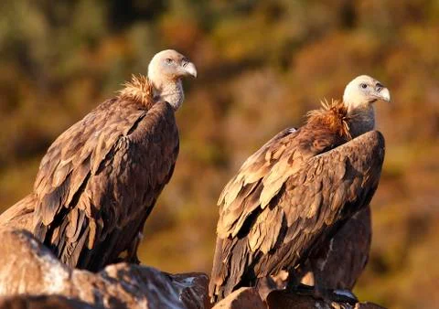 Vulture Stock Photos