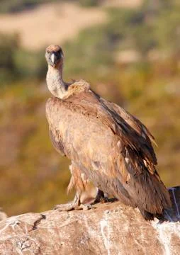 Vulture Stock Photos