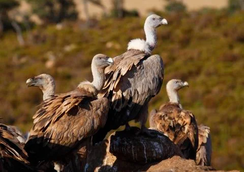 Vulture Stock Photos