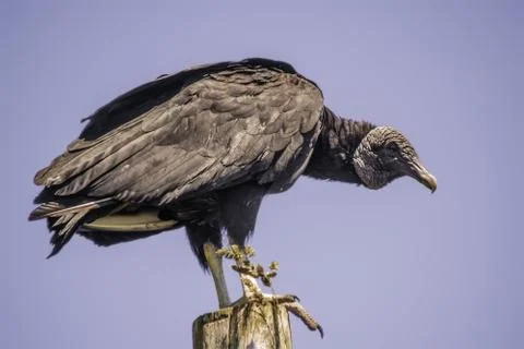 Vulture Stock Photos