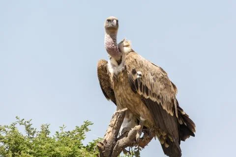 Vulture 写真素材