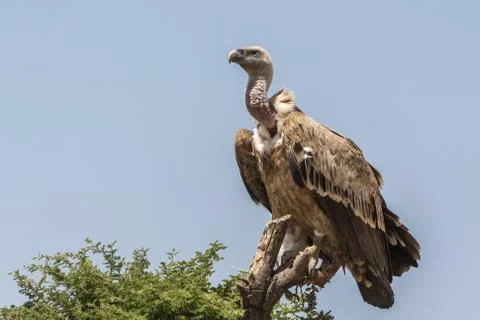 Vulture Foto stock