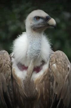 Vulture Stock Photos