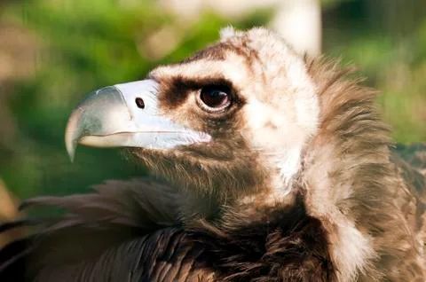 Vulture Foto stock