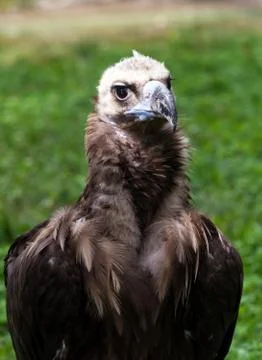 Vulture Stock Photos