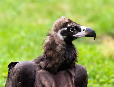 Vulture Stock Photos