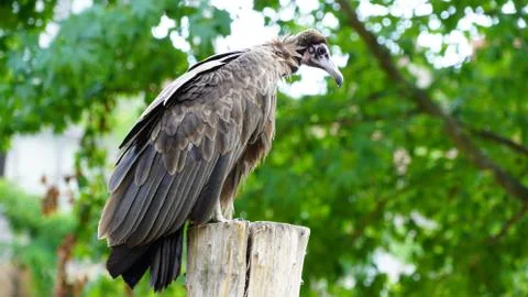 Vulture 库存照片