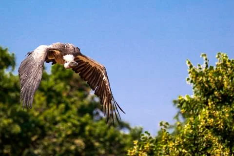 Vulture Stock Photos