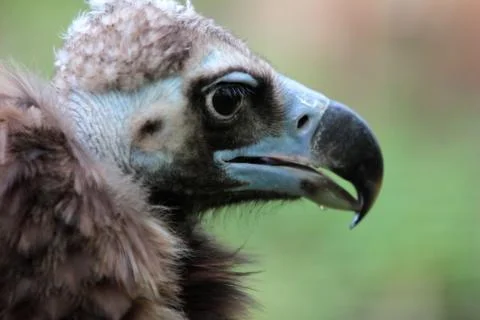 Vulture Stock Photos