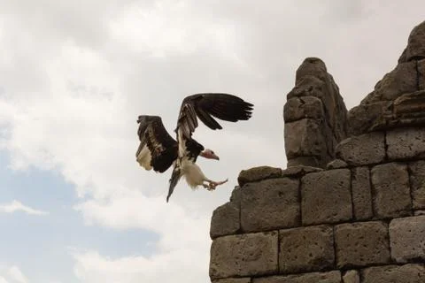 Vulture Stock Photos