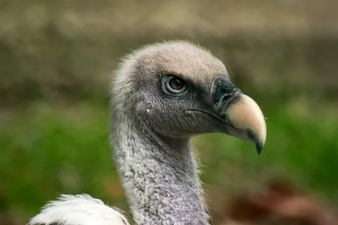 Vulture Stock Photos