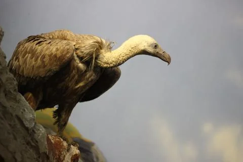 Vulture Stock Photos
