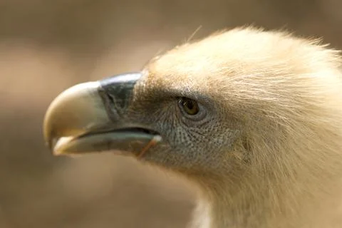 Vulture Stock Photos