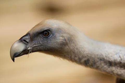 Vulture Stock Photos