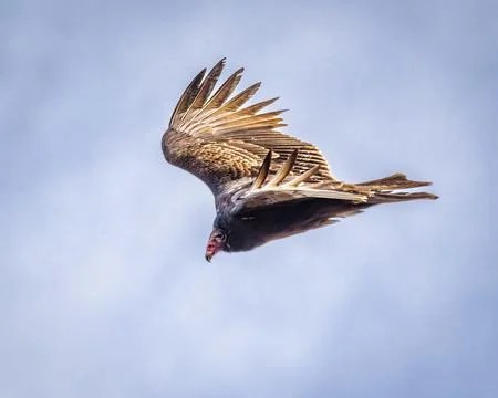 Vulture Stock Photos