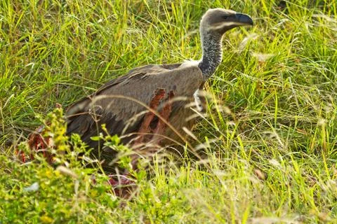 Vulture with prey Stock Photos