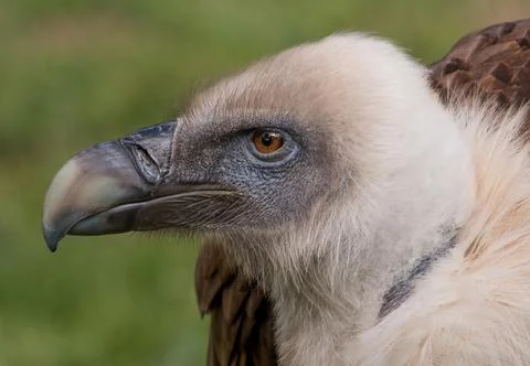 Vulture Profile Stock Photos