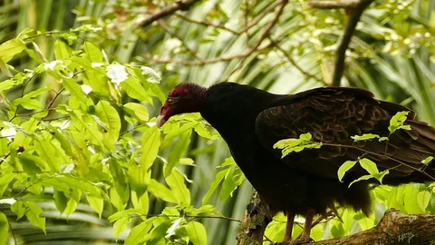 Vulture with red head viewed on blurry palmtree background Stock Footage 123615877