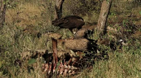 Vulture restaurant  Stock Footage 11902193