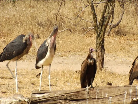 Vulture restaurant 库存影片 126148462