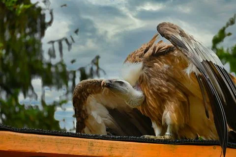Vulture resting on a perch while looking around in a natural setting Stock Photos