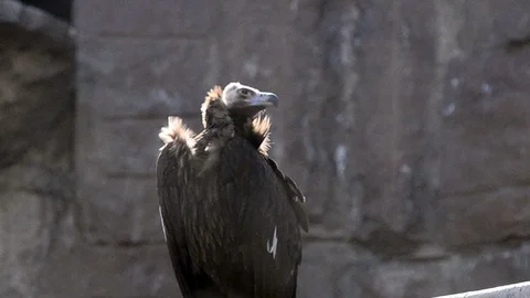 Vulture on rocks background Stock Footage 89133866