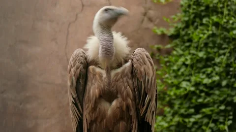 Vulture Rotating Head Stock Footage 56594342