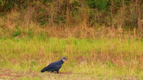Vulture on the side of the road close up Stock Footage 143603885