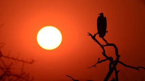 Vulture silhouette at Sunset Stock Footage 70695768