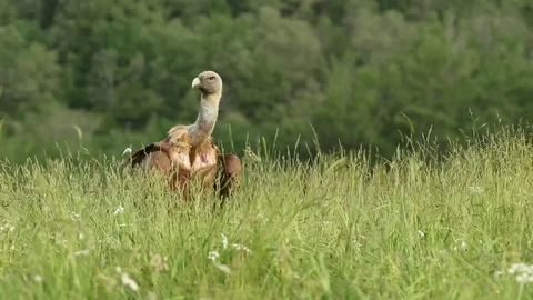A vulture sits in the grass Stock-Footage 72227071