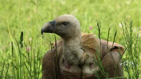 A vulture sits in the grass Stock Footage