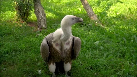 The vulture sits on the grass in the wild. Predatory bird. Stock Footage 211124761