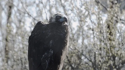 The vulture sits on a tree Stock Footage 89538587