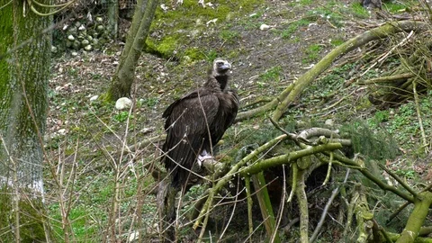 Vulture sits on a tree Stock Footage 117501215