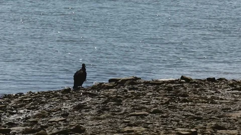 Vulture sitting on beach Stock Footage 126659157
