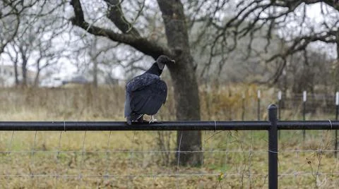 Vulture sitting Foto stock