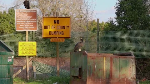 Vulture sitting on a pole and one on a dumpster at a county waste trash dump  Stock Footage 147310387
