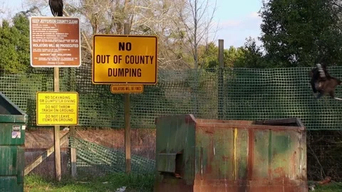Vulture sitting on a pole and one flying to another dumpster at a county wast Stock Footage 147310395