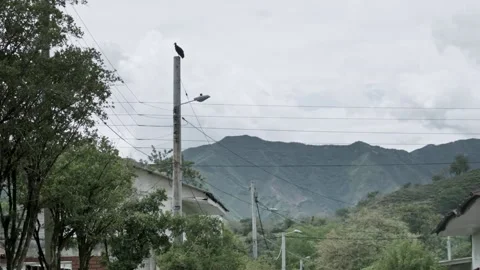 Vulture sitting on post in front of mountain panorama, south america Stock Footage 153801698