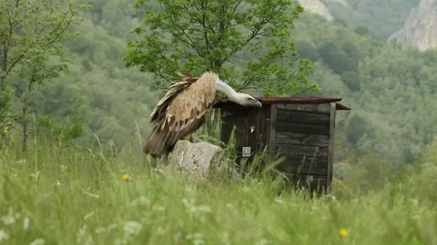 Vulture sitting on rocks Stock-Footage 72227044