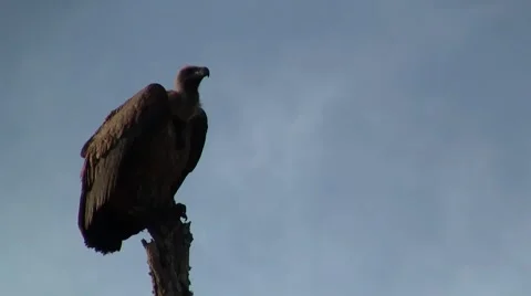 Vulture sitting on a tree Stock Footage 2139836