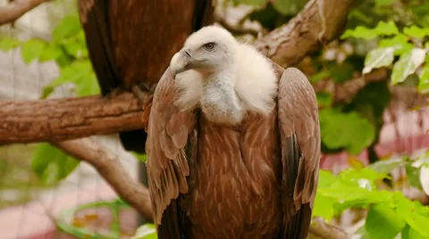 Vulture Sitting on a Tree Stockbeeldmateriaal 56594336