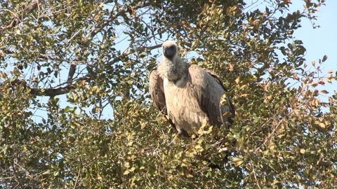Vulture sitting in tree (wild) - HD Stock Footage 84709330