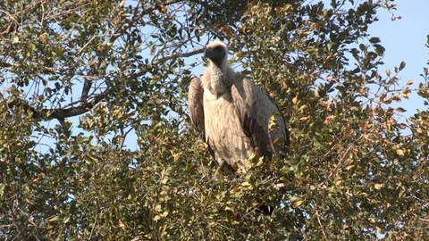 Vulture sitting in tree (wild) - HD Video stock 84709571