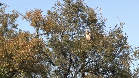 Vulture sitting in tree (wild) - HD Stock Footage 84709574