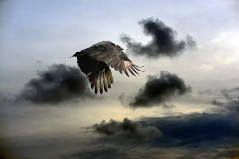 Vulture Sky Stock Photos