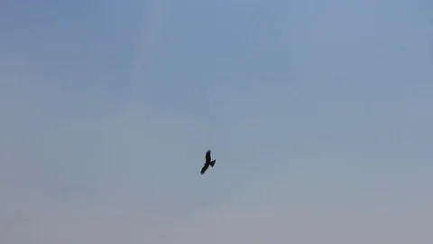 Vulture soars in sky. Stock Footage 73554828